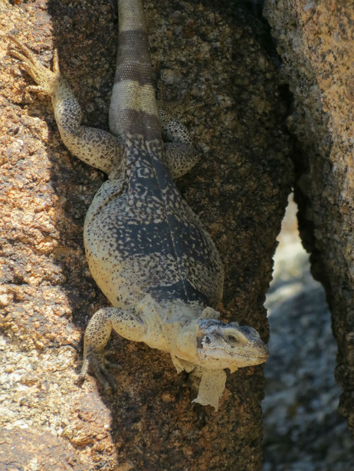 Chuckwalla